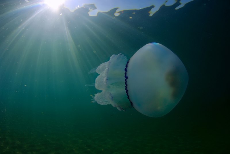 Медуза корнерот в черном море