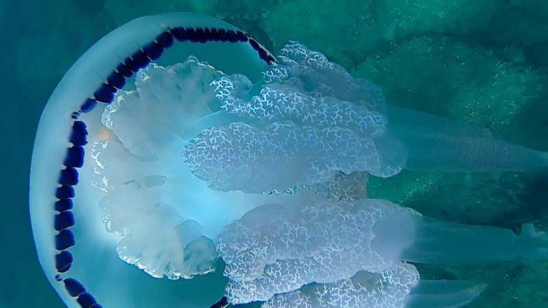 Ожог медузы корнерот в чёрном море