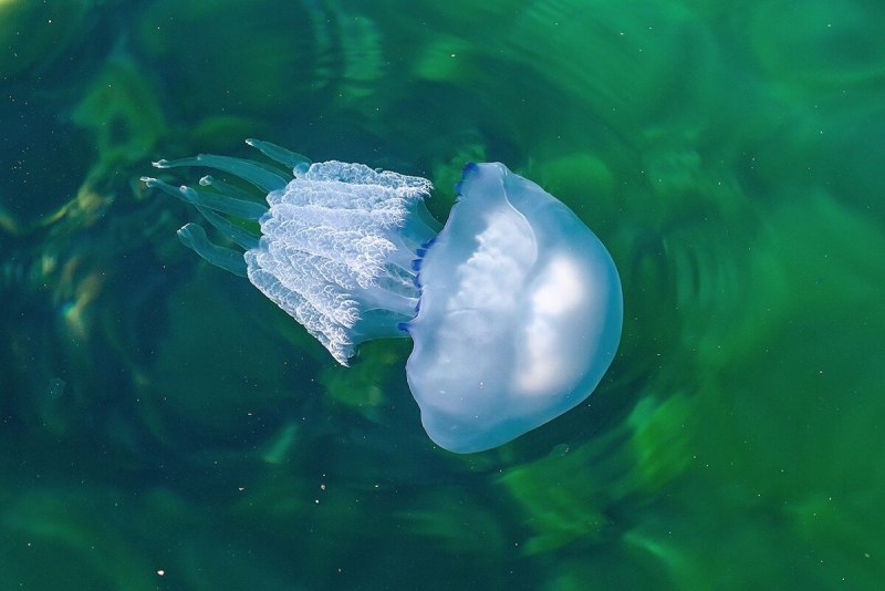 Медуза корнерот Андаманское море