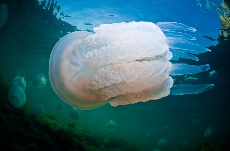 Медуза корнерот в черном море