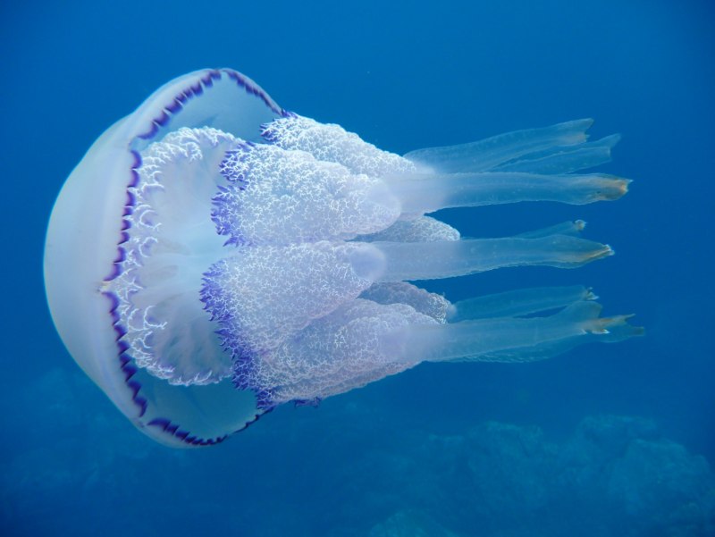 Медуза корнерот (61 фото)