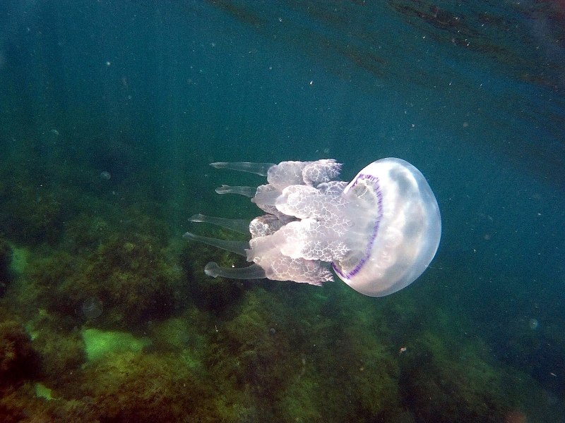 Медуза корнерот (Rhizostoma Pulmo)
