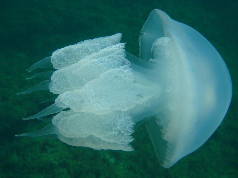 Медуза корнерот (Rhizostoma Pulmo)