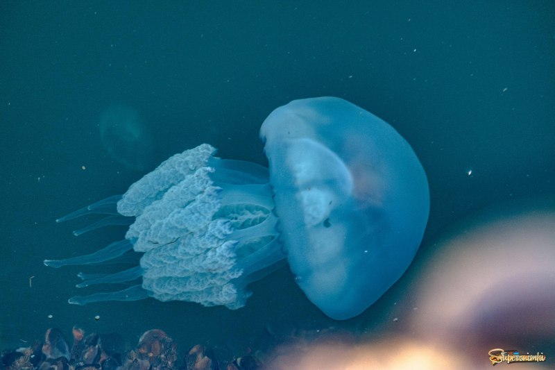 Медуза корнерот в черном море