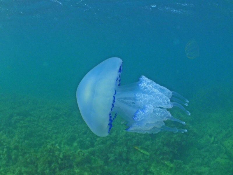 Медуза в море