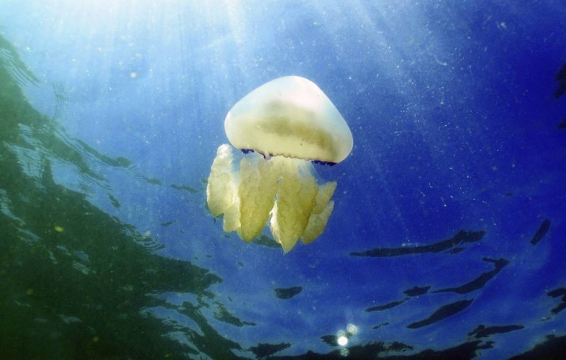 Медузы корнероты в Азовском море