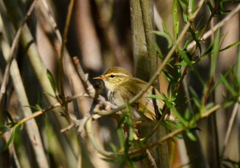 . Пеночка-Таловка – Phylloscopus Borealis