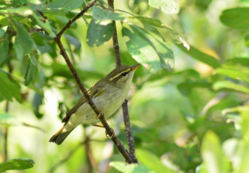Arctic Warbler