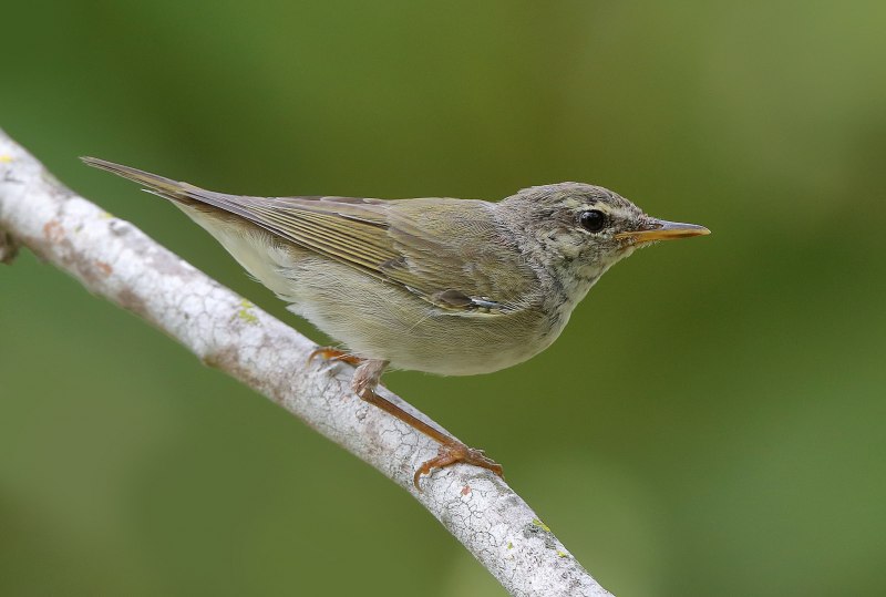 . Пеночка-Таловка – Phylloscopus Borealis