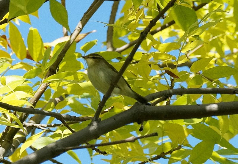 Сахалинская пеночка Phylloscopus borealoides