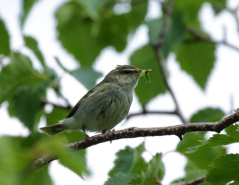 . Пеночка-Таловка – Phylloscopus Borealis