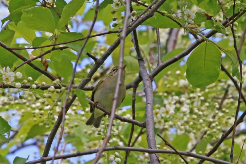 Phylloscopus fuscatus