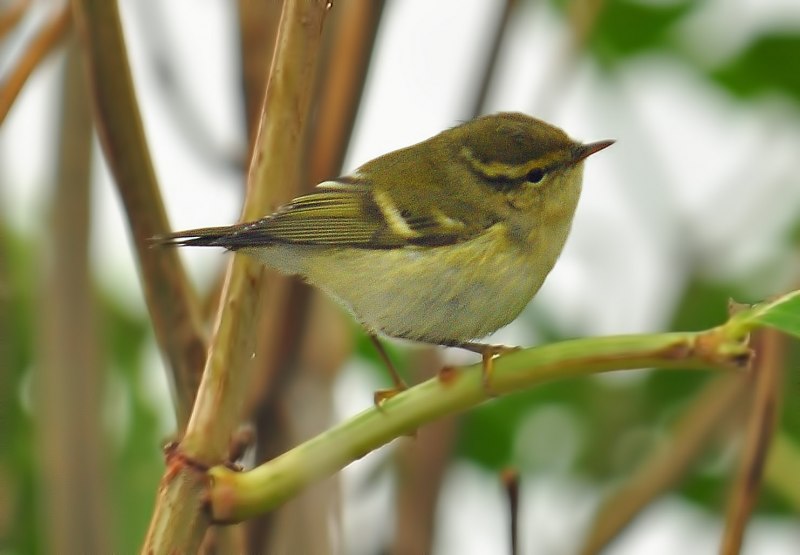 Phylloscopus collybita