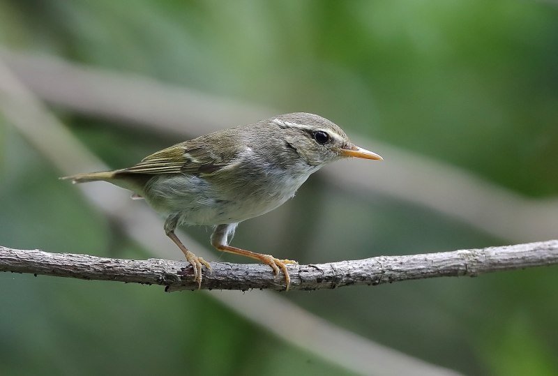 Phylloscopus tenellipes