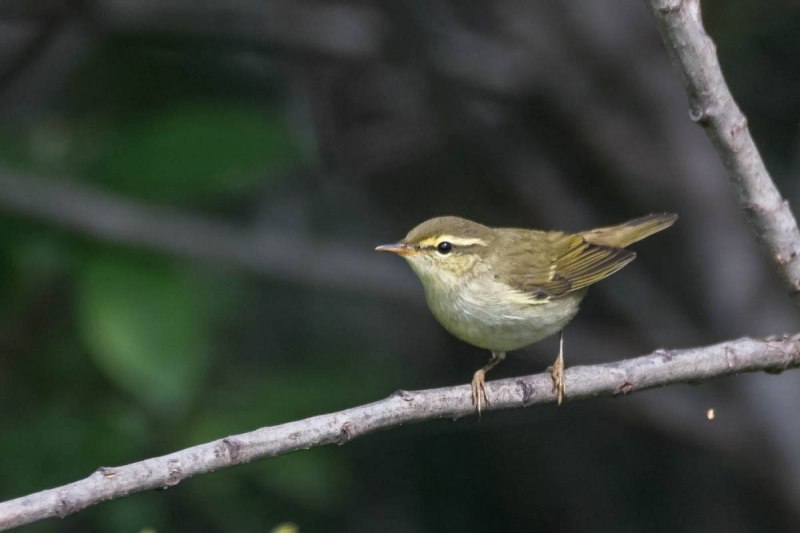 Светлоголовая пеночка (Phylloscopus coronatus)