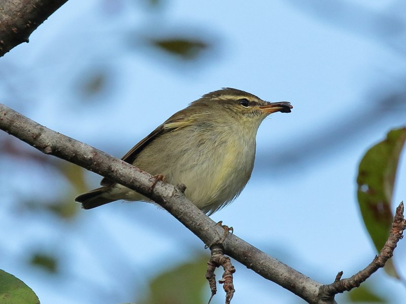 Phylloscopus Borealis