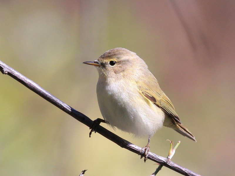Iduna caligata
