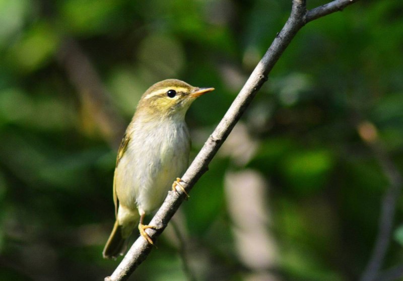 . Пеночка-Таловка – Phylloscopus Borealis