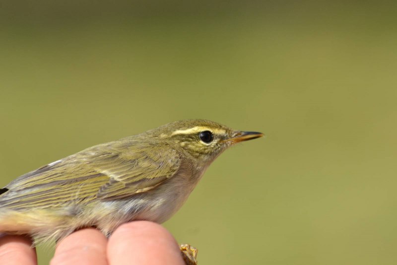 . Пеночка-Таловка – Phylloscopus Borealis