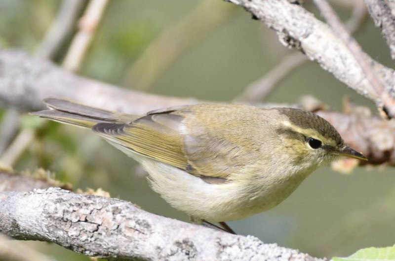 Phylloscopus Borealis
