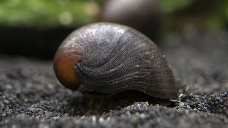Neritina gagates