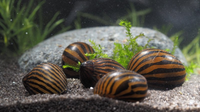 Улитка грунтовая. Babylonia spirata