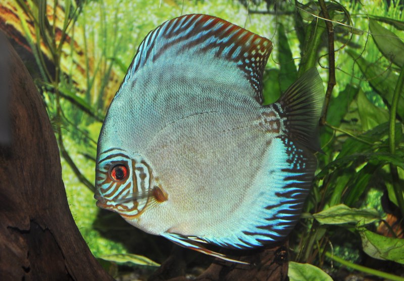 Symphysodon aequifasciata haraldi