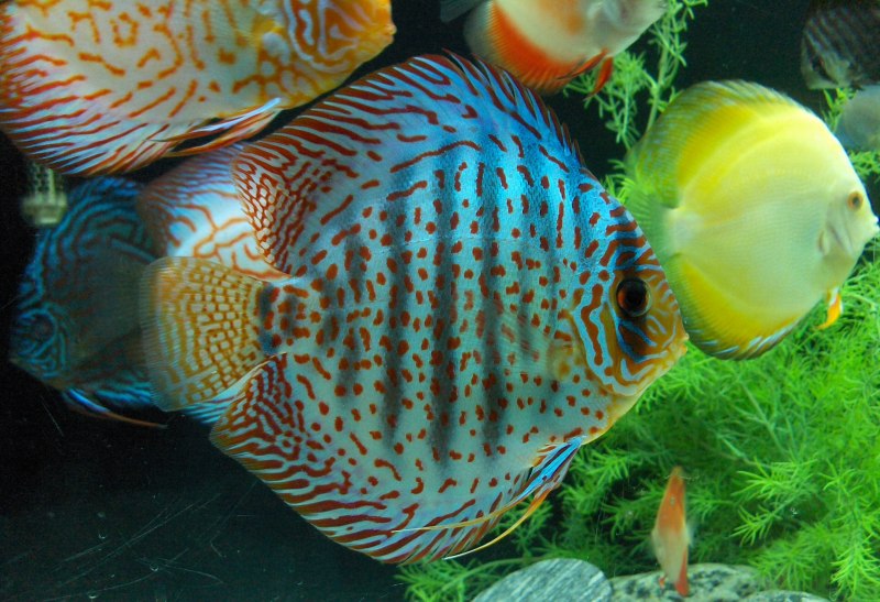Дискус "Blue Turquoise" (Symphysodon aequifasciatus var.) XL
