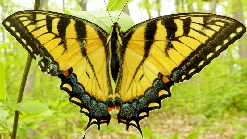 Fear of Butterflies