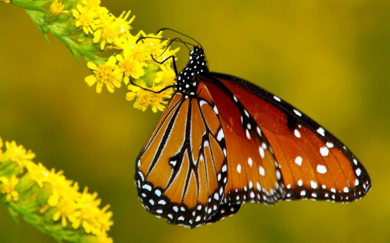 Bees Trees Butterflies Frogs Lakes