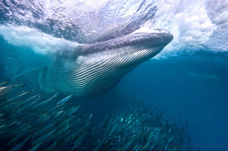 Малый полосатик Balaenoptera acutorostrata