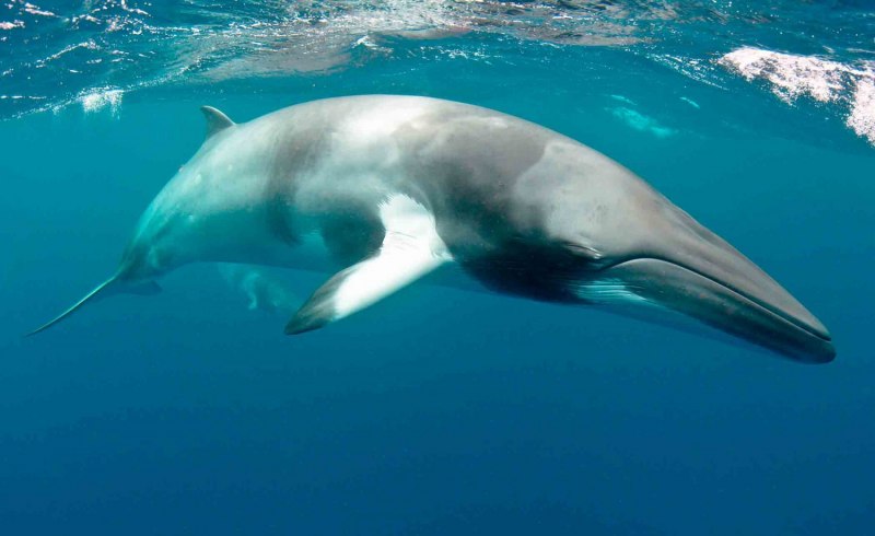 Сейвал (ивасёвый кит) (Balaenoptera Borealis)