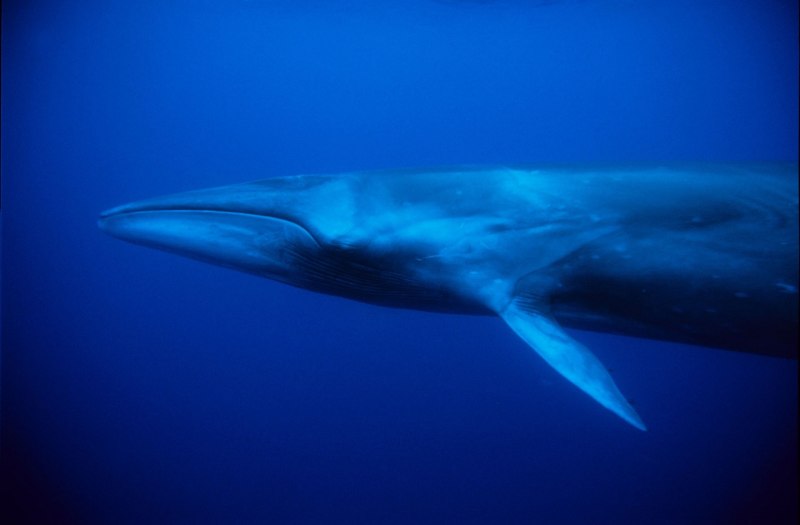 Малый полосатик Balaenoptera acutorostrata