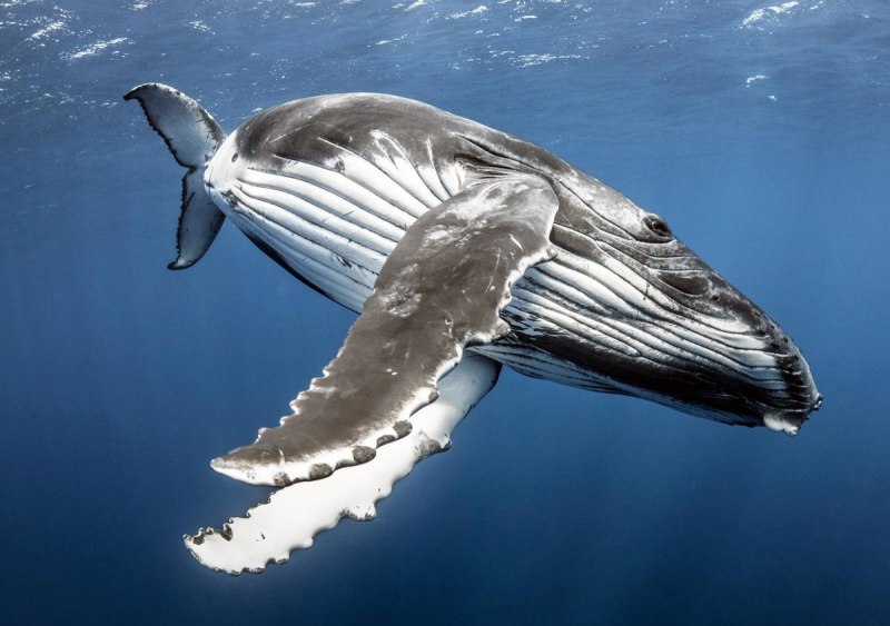 Сейвал (ивасёвый кит) (Balaenoptera Borealis)