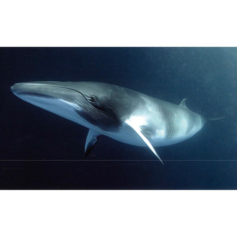 Сейвал (ивасёвый кит) (Balaenoptera Borealis)