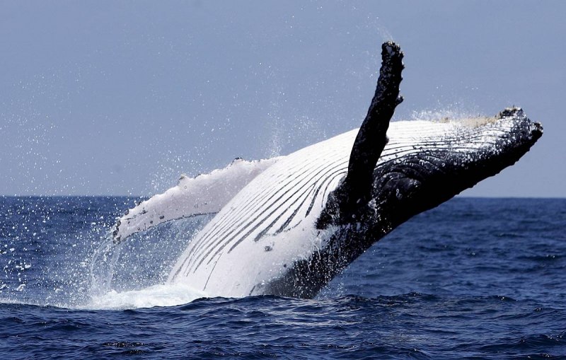 Balaenoptera physalus Финвал