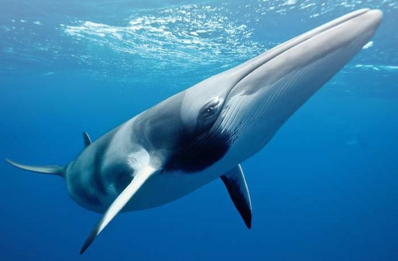 Сейвал кит (74 фото)