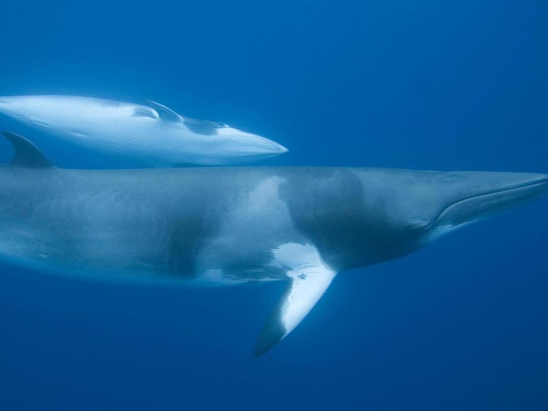 Сейвал (ивасёвый кит) (Balaenoptera Borealis)