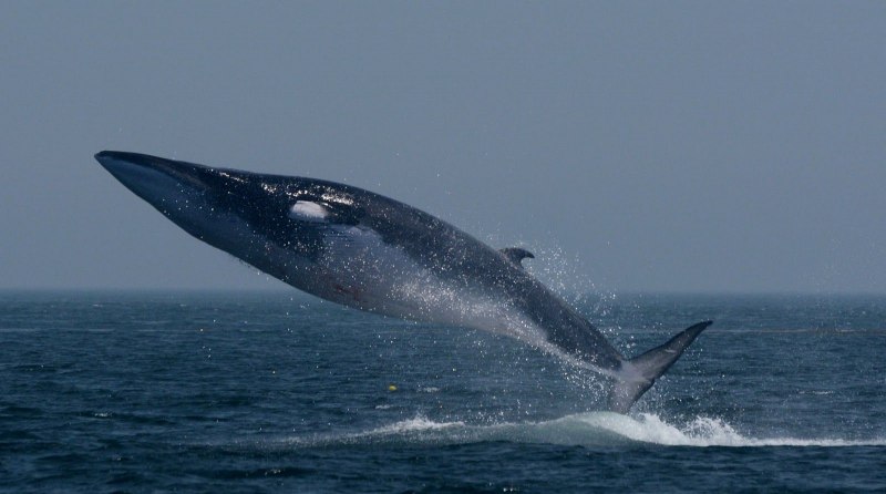 Сейвал (ивасёвый кит) (Balaenoptera Borealis)