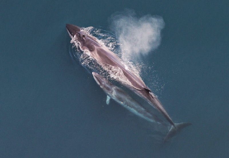 Balaenoptera bonaerensis