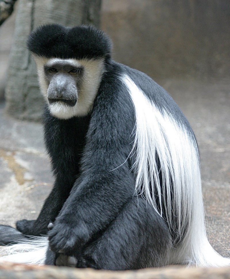 Королевский колобус