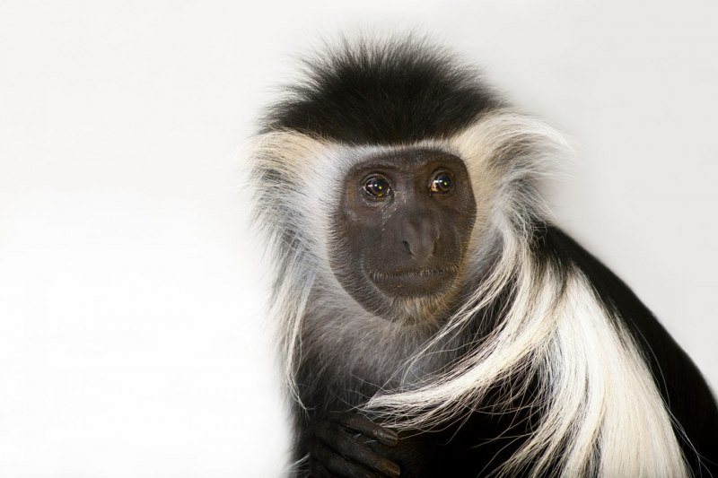 Colobus angolensis