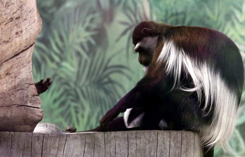 Colobus guereza