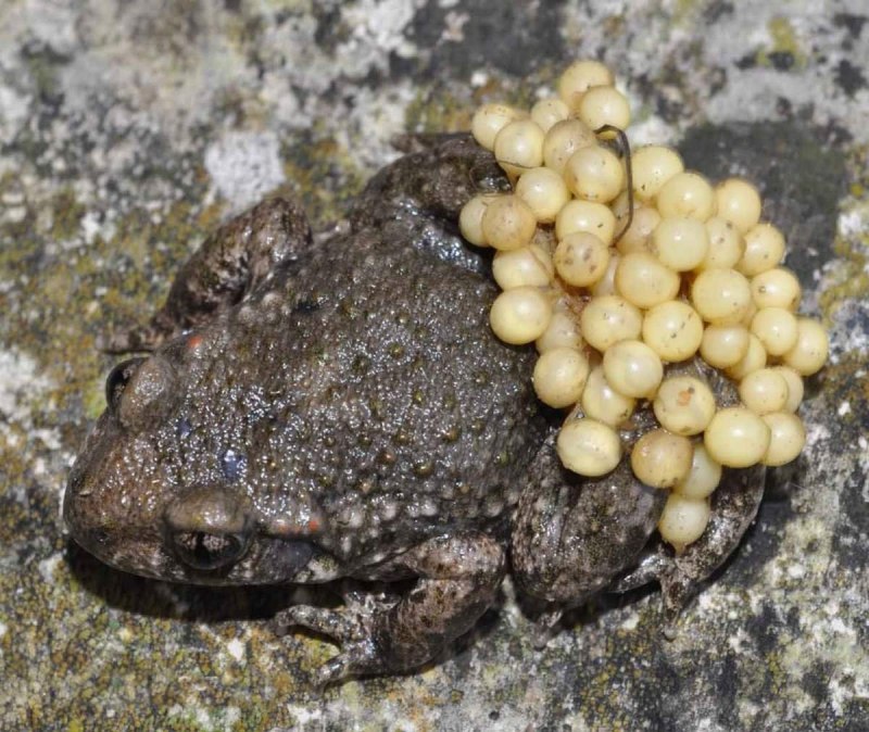 Xenopus laevis шпорцевая лягушка