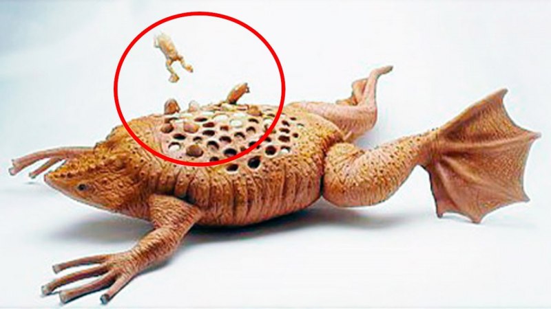 Малазийская рогатая лягушка