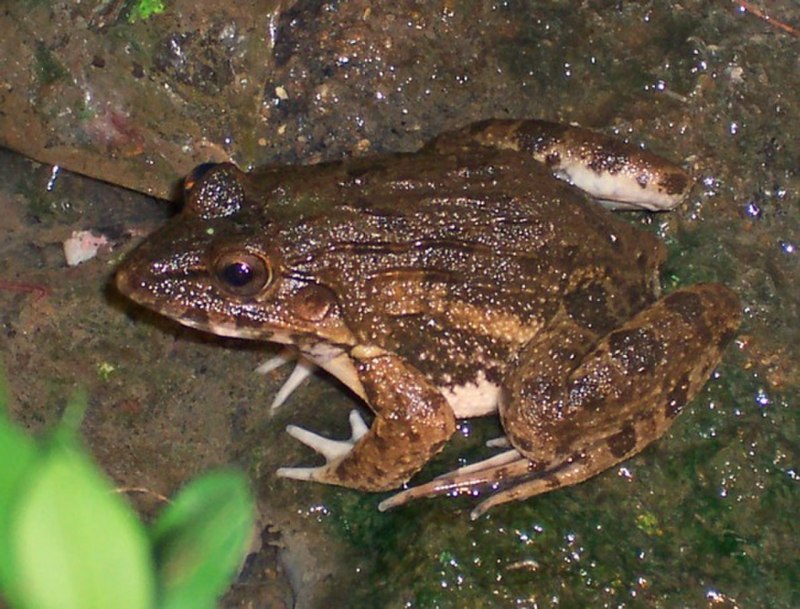 Лягушка Xenopus laevis