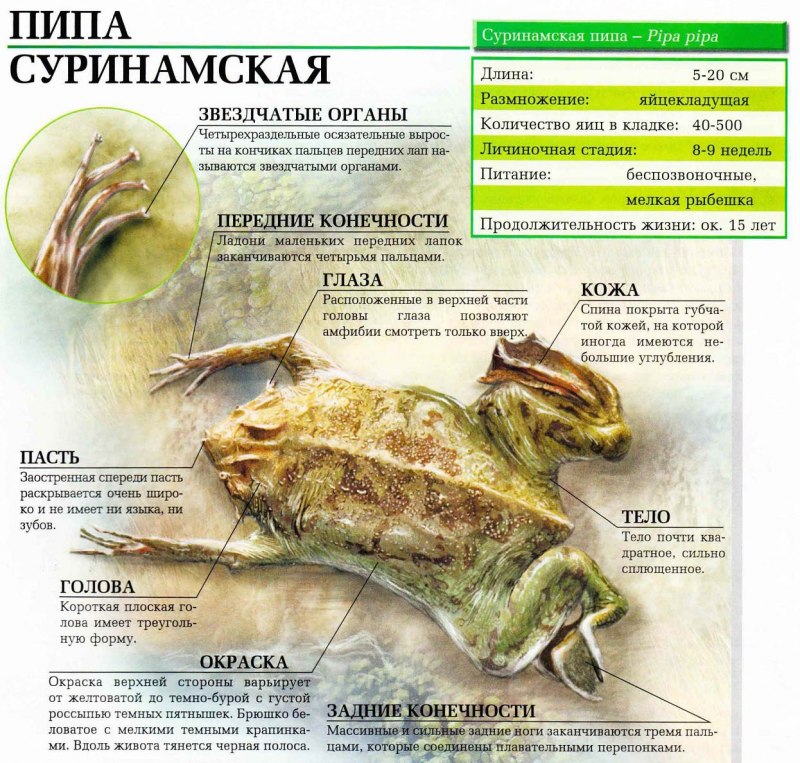 Рогатая сумчатая квакша головастики