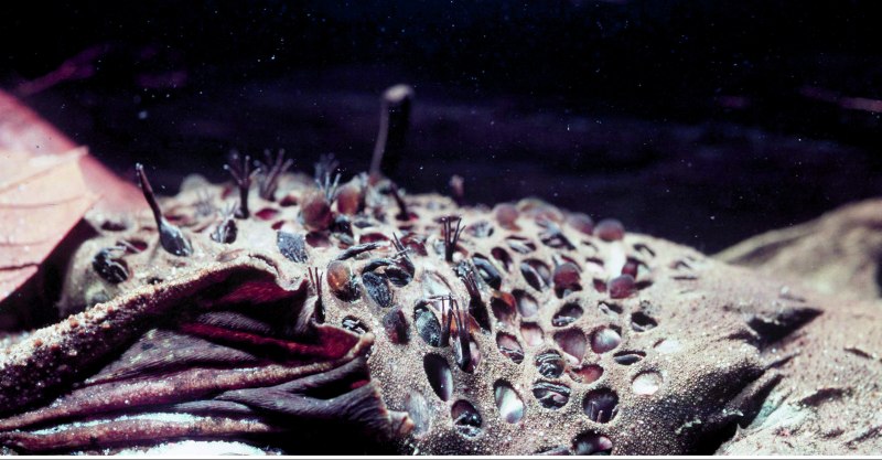 Гладкая шпорцевая лягушка (Xenopus laevis)