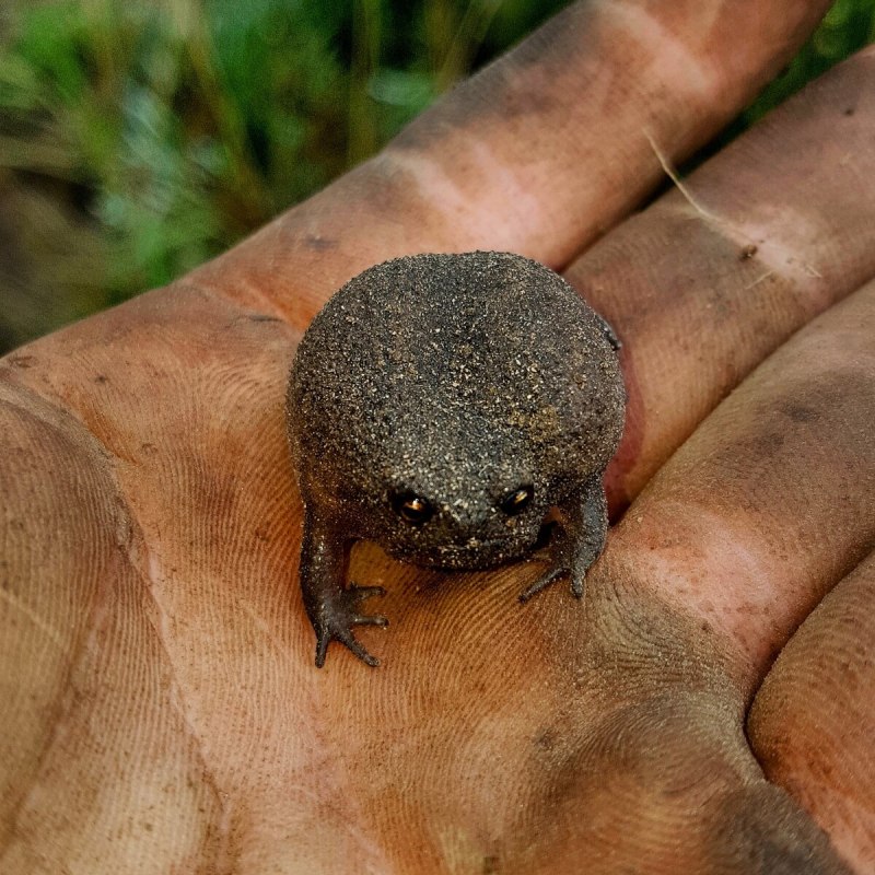 Hemisus marmoratus