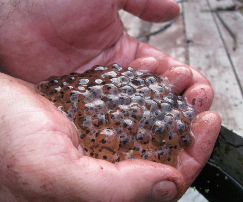 Лягушка Scaphiophryne spinosa